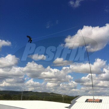 Hawk Kite Free Standing Mount