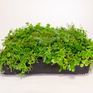 Wallbarn M-Tray Instant Sedum Green Roof Module - 500mm x 500mm x 100mm additional 2