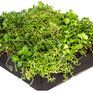Wallbarn M-Tray Instant Sedum Green Roof Module - 500mm x 500mm x 100mm additional 1