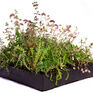 Wallbarn M-Tray Sedum Wildflower Instant Green Roof Module - 500mm x 500mm x 100mm additional 2