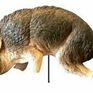 3D Coyote Predator Replica Bird &amp; Animal Deterrent additional 1