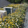 Lindum Wildflower Green Roof Package additional 1
