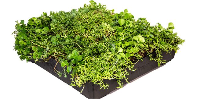 Wallbarn M-Tray Instant Sedum Green Roof Module - 500mm x 500mm x 100mm