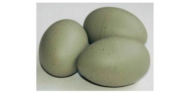 Decoy Herring Gull Egg Kit - Makes 30 Eggs (includes glue and sand) (30 per pack)