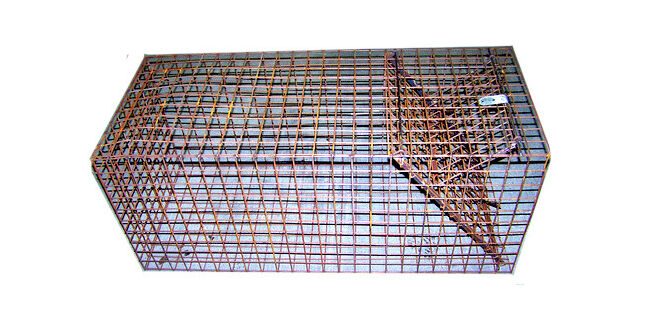 Dog &amp; Fox Fold Down Cage Trap