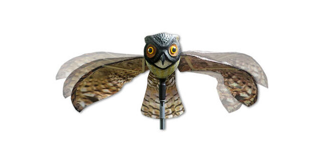 Prowler Owl